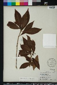 Psychotria nervosa image