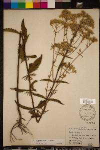 Eupatorium album image