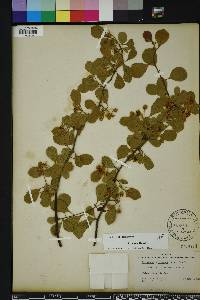Crataegus michauxii image