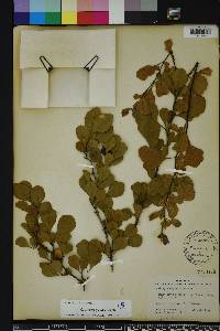 Crataegus michauxii image