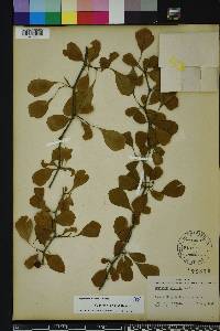Crataegus michauxii image