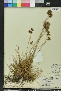 Fimbristylis cymosa image