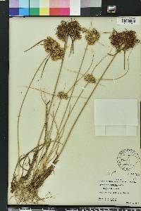 Cyperus surinamensis image