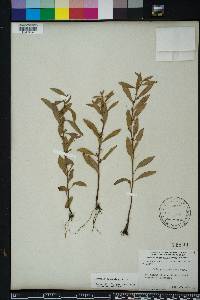 Ludwigia glandulosa image