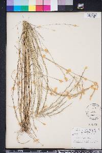 Aristida purpurascens var. virgata image