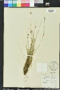 Rhynchospora filifolia image