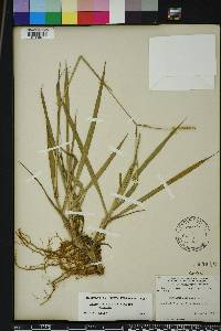 Paspalum notatum image