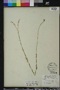 Linum floridanum image