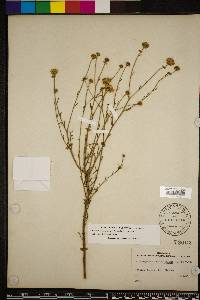 Balduina angustifolia image