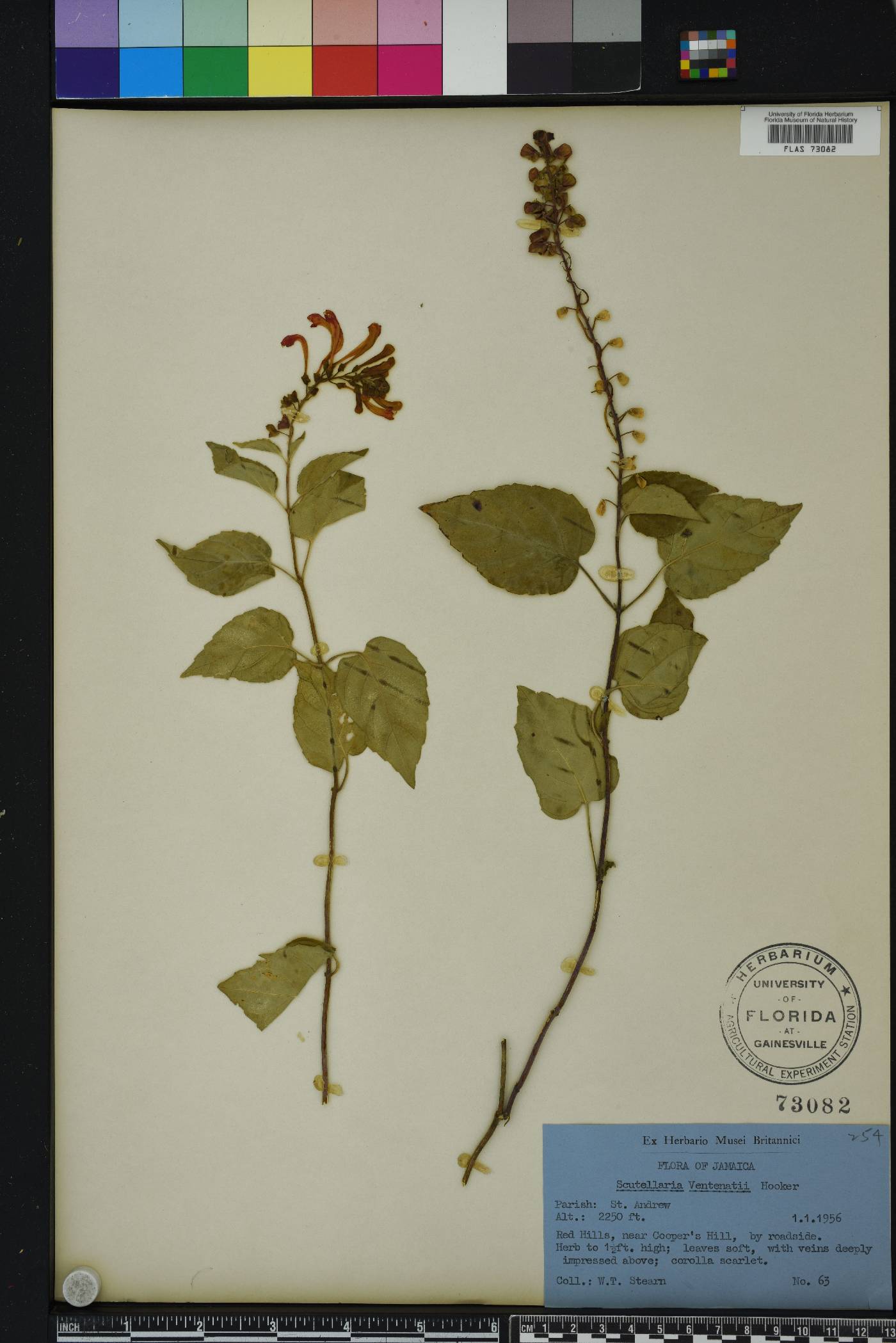 Scutellaria incarnata image