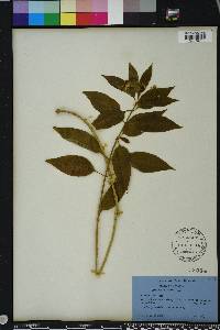 Asclepias nivea image