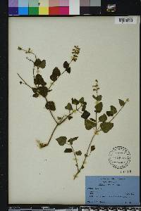 Salvia micrantha image