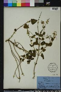 Salvia micrantha image