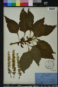 Solenostemon scutellarioides image