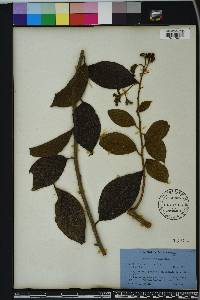 Heliotropium verdcourtii image