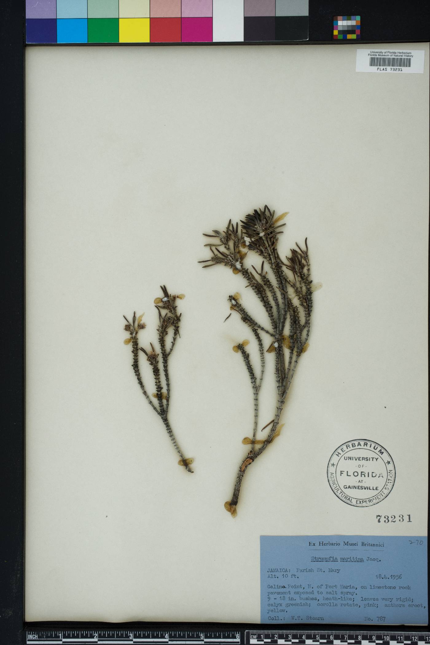 Strumpfia maritima image