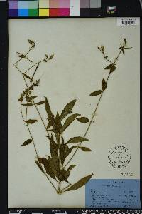 Lisianthius longifolius image