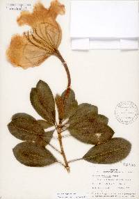 Solandra longiflora image