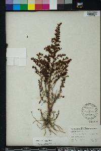 Ludwigia microcarpa image