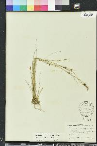 Bulbostylis ciliatifolia image