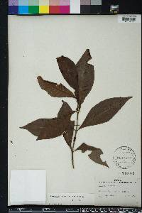 Psychotria nervosa image