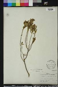 Crocanthemum corymbosum image