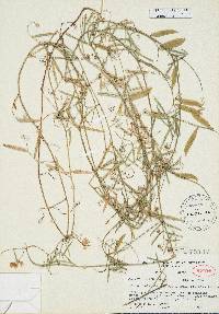 Vicia ocalensis image