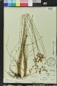 Fimbristylis puberula image