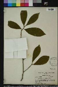 Asimina parviflora image