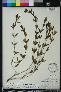 Dyschoriste oblongifolia image