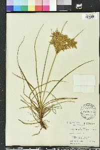 Cyperus lecontei image