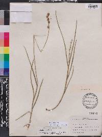 Scleria distans image