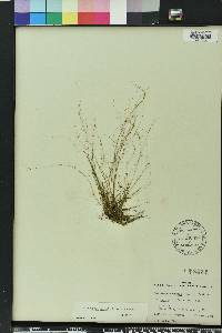 Eleocharis baldwinii image