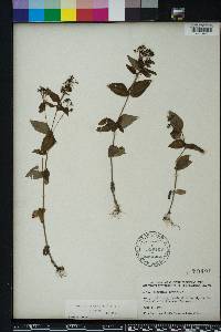 Hedyotis purpurea image