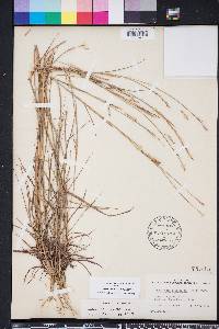 Schizachyrium sanguineum image