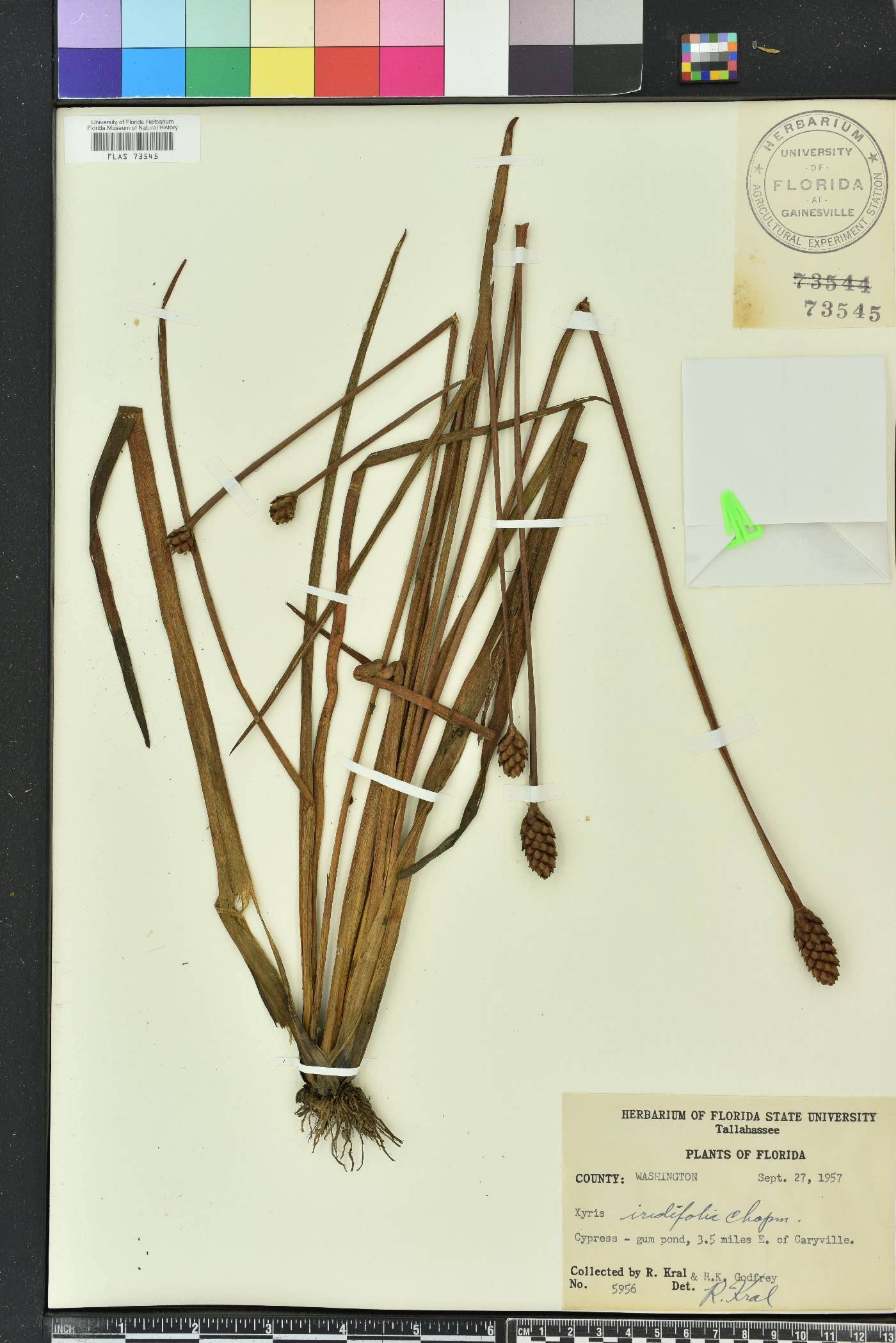 Xyris laxifolia image