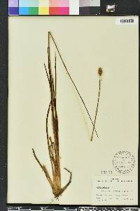Xyris ambigua image