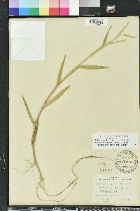 Urochloa platyphylla image