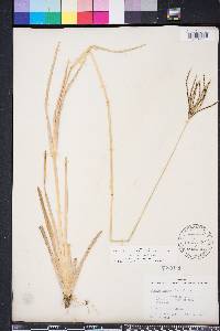 Eustachys glauca image