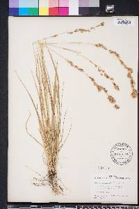 Eragrostis secundiflora image