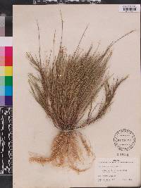 Panicum pinetorum image