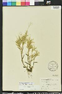 Dichanthelium acuminatum subsp. longiligulatum image