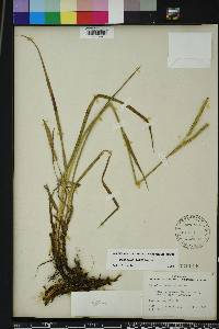 Paspalum floridanum image