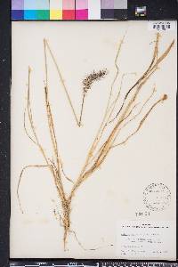 Setaria corrugata image