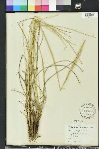 Spartina spartinae image