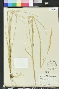 Spartina patens image