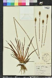 Xyris ambigua image