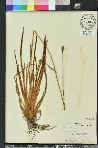 Xyris ambigua image