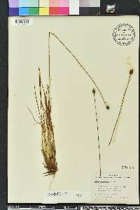 Xyris elliottii image
