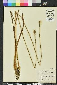 Xyris platylepis image